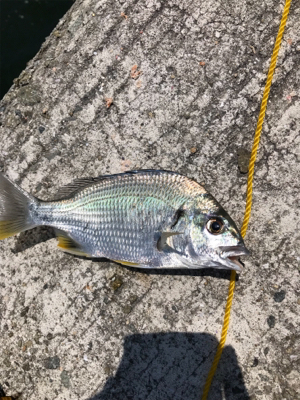 息子と休日フィッシング