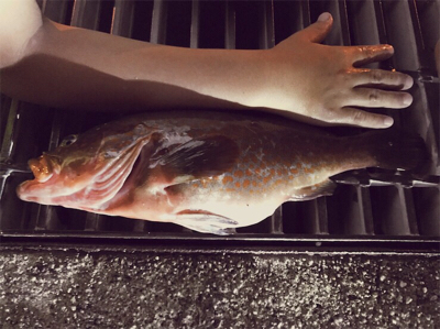 なかなかよい型のアコウ