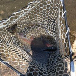 日本イワナセンター