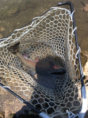 日本イワナセンター