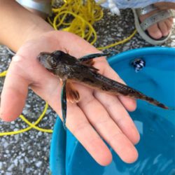 ちょいとちょい投げ☆