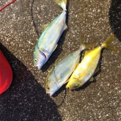 五目釣り方(笑)