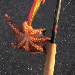 タコハンティング