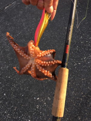 タコハンティング