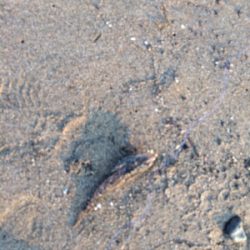 海水浴の帰りに・・・