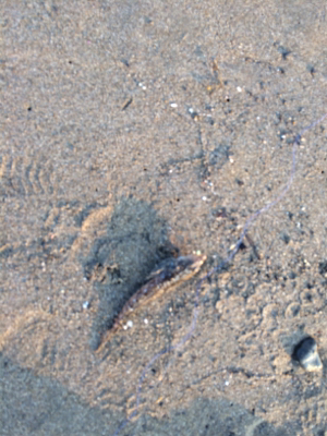 海水浴の帰りに・・・