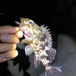 やらかした。Part2  根魚練習Part2