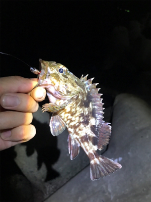 やらかした。Part2  根魚練習Part2