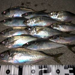 久しぶりのアジング