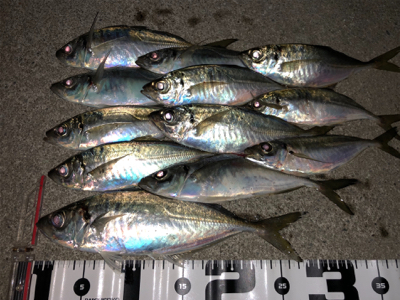 久しぶりのアジング