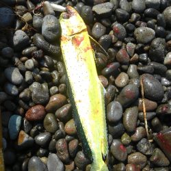 青物狙いが・・・・・