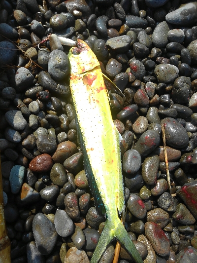 青物狙いが・・・・・