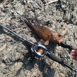 ガシラばっかり。