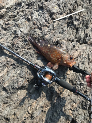 ガシラばっかり。