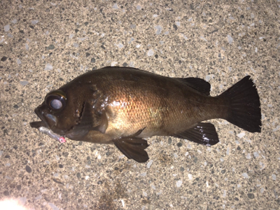 久々のメバリング