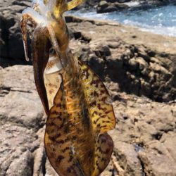 夏のドMエギング！スタート