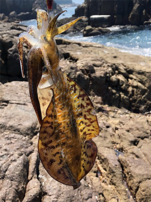 夏のドMエギング！スタート