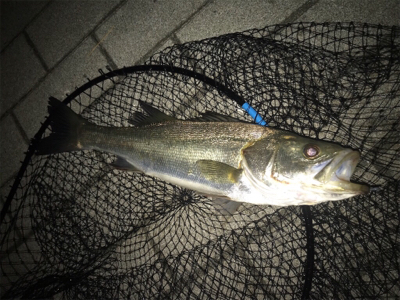 マルチゲーム（五目  笑）