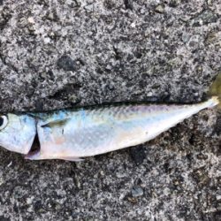 ツバス、惜しくも海へ帰る…