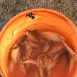 大きめアジ到来です。