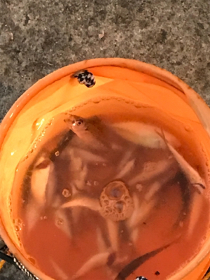 大きめアジ到来です。