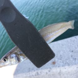 チョイ投げ8目!!!