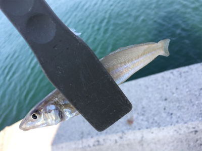 チョイ投げ8目!!!