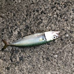 夕まずめ1時間勝負