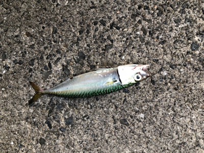 夕まずめ1時間勝負