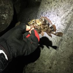 アジングの季節