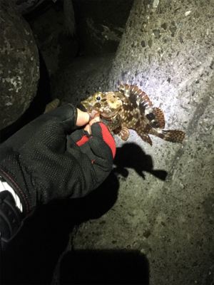 アジングの季節