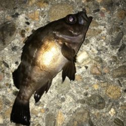 娘とメバリングデート