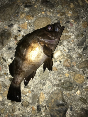 娘とメバリングデート