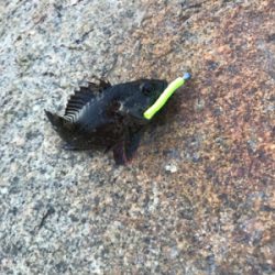 金土日月連続釣行