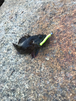 金土日月連続釣行