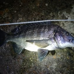 デカチヌ出ました