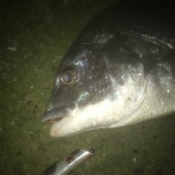 ドブ川でチヌ釣り！