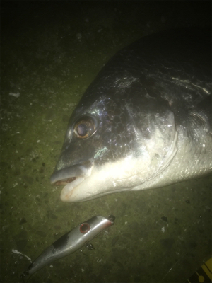 ドブ川でチヌ釣り！