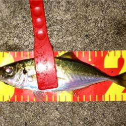 今晩は本気出す