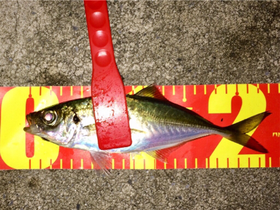 今晩は本気出す