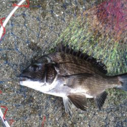 猛暑の中で竿と心もポキっと。