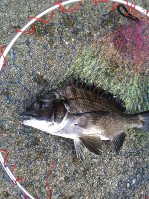 猛暑の中で竿と心もポキっと。