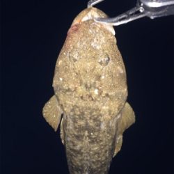 ナイトフラット