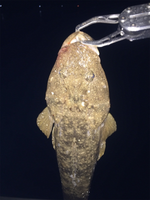 ナイトフラット