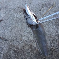 夏タチウオにしてわ、、、