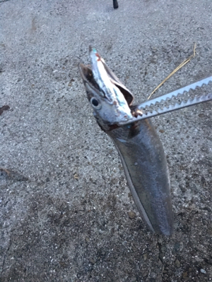 夏タチウオにしてわ、、、