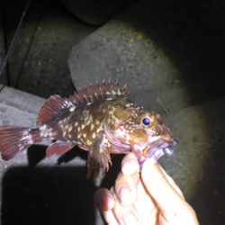 根魚練習Part3（年なしチヌバラシ編）