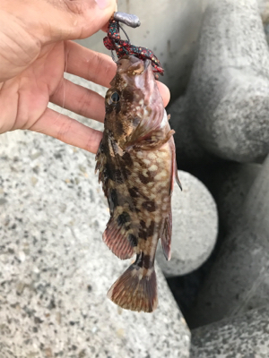 3連休の根魚