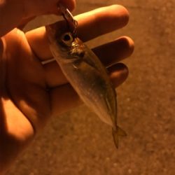 夜ふかしアジング