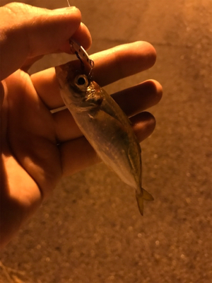 夜ふかしアジング